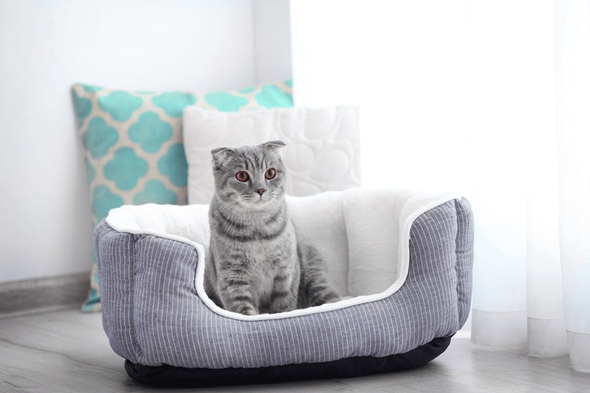 what to sell online: Pet bed