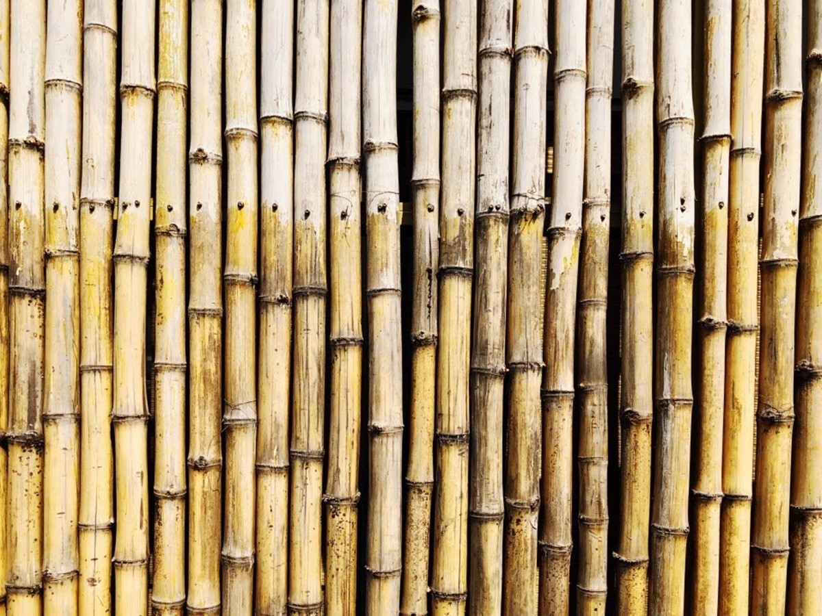 Bamboo stakes