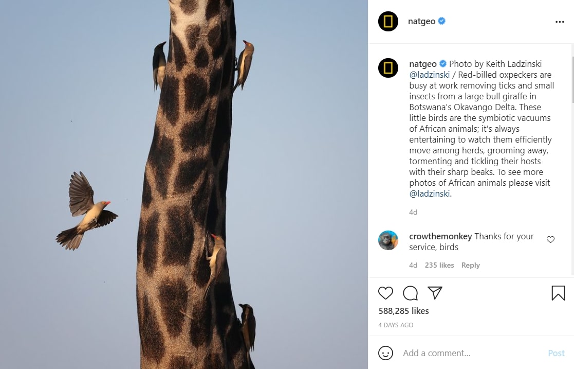 Example of a caption written by National Geographic: medium-length and well-delivered