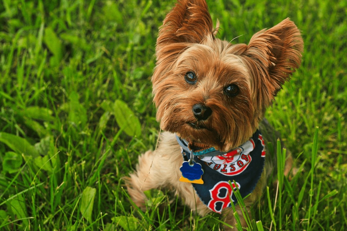 Best print on demand products: Pet bandanas